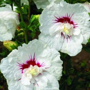 Hibiscus syriacus 'Bali' - Rose of Sharon