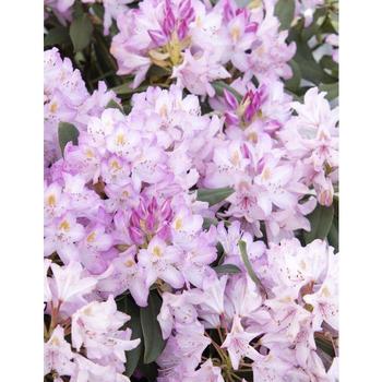 Rhododendron maximum 'Roseum' - Rosebay Rhododendron