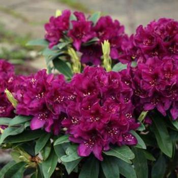 Rhododendron 'Polarnacht' - Hybrid Rhododendron