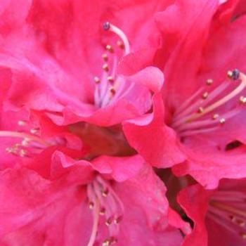 Rhododendron 'Skookum' - Hybrid Rhododendron