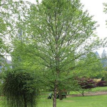 Betula nigra 'City Slicker' - River Birch