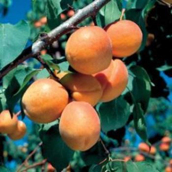 Prunus x 'Goldcot' - Goldcot Apricot