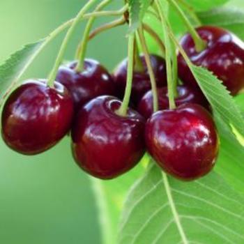Prunus avium 'Bing' - Bing Cherry