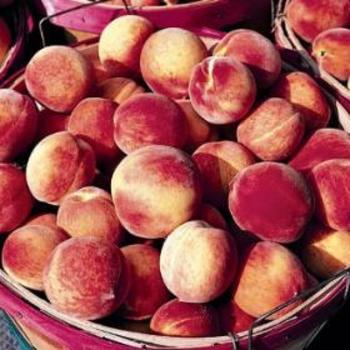 Prunus persica 'Contender' - Contender Peach