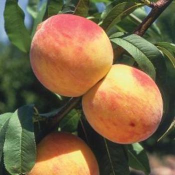 Prunus persica 'Reliance' - Reliance Peach