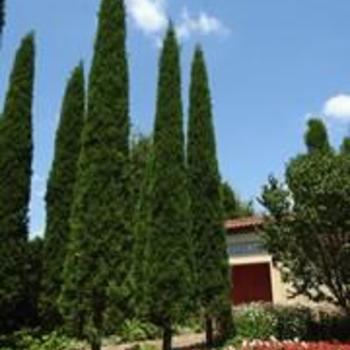 Juniperus virginiana 'Taylor' - Eastern Red Cedar