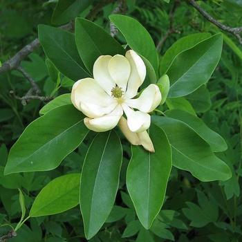 Magnolia virginiana 'Green Mile' - Sweetbay Magnolia