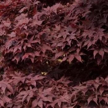 Acer palmatum 'Bloodgood' - Japanese Red Maple