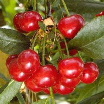 Prunus 'North Star' - North Star Cherry