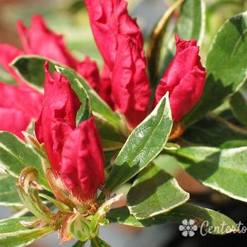 Rhododendron x 'Variegated' - Variegated Azalea