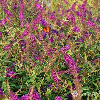 Buddleia davidii 'Guinevere' - Butterfly Bush