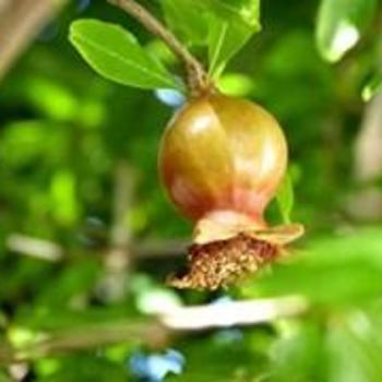Punica granatum 'Wonderful' - Wonderful Pomegranate