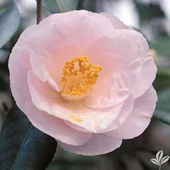 Camellia x 'April Blush' - Spring Blooming Camellia