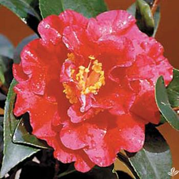 Camellia japonica 'Bob Hope' - Spring Blooming Camellia