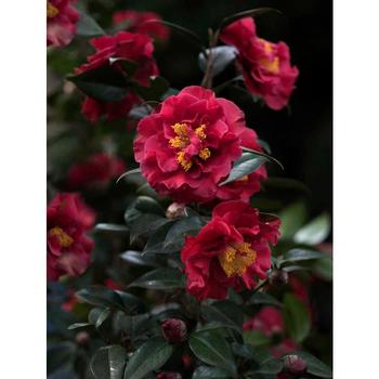 Camellia japonica 'Dr. JC Raulston' - Spring Blooming Camellia