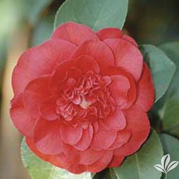 Camellia japonica 'Fire Falls' - Spring Blooming Camellia
