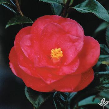Camellia japonica 'Flame' - Spring Blooming Camellia