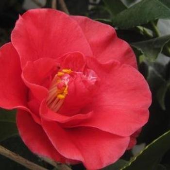 Camellia japonica 'Greensboro Red' - Spring Blooming Camellia