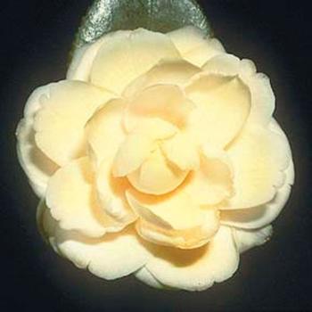 Camellia japonica 'Lemon Glow' - Spring Blooming Camellia