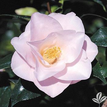 Camellia japonica 'Magnoliaeflora' - Spring Blooming Camellia