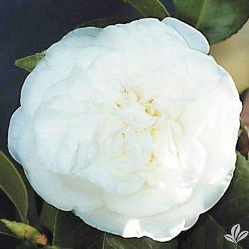 Camellia japonica 'Pride of Descanso' - Spring Blooming Camellia