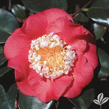 Camellia japonica 'R.L. Wheeler' - Spring Blooming Camellia
