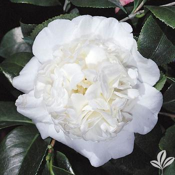 Camellia japonica 'Snow Chan' - Spring Blooming Camellia