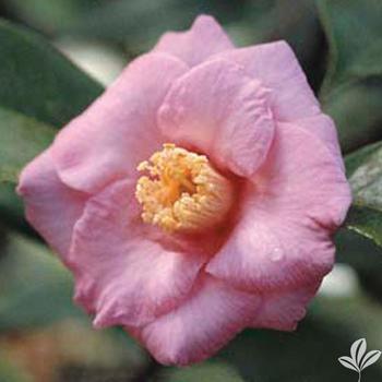 Camellia x 'Isaribi' - Spring Blooming Camellia