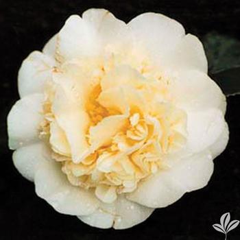 Camellia x 'Jury's Yellow' - Fall Blooming Camellia