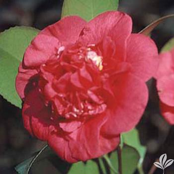 Camellia x 'April Tryst' - Spring Blooming Camellia