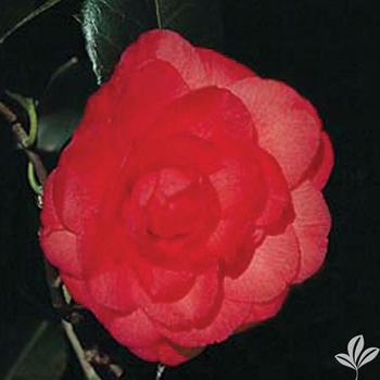 Camellia x 'Arctic Rose' - Spring Blooming Camellia