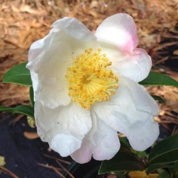 Camellia x 'Sweet October' - Fall Blooming Camellia