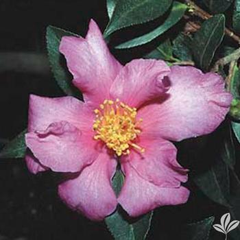 Camellia x 'Twilight Glow' - Fall Blooming Camellia