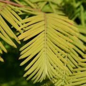 Metasequoia glyptosrtoboides 'Amber Glow' - Amber Glow Dawn Redwood