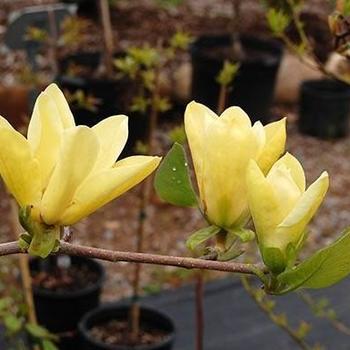 Magnolia x 'Golden Gift' - Hybrid Magnolia