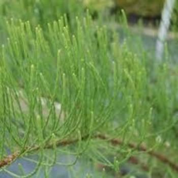 Taxodium ascendens 'National Road' - Pond Cypress
