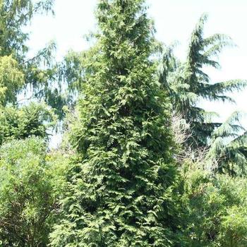 Thuja x plicata 'Green Giant' - Green Giant Arborvitae