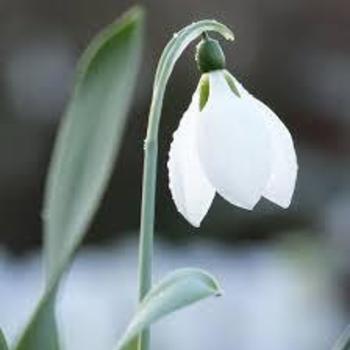 Galanthus elwesii - Giant Snowdrop