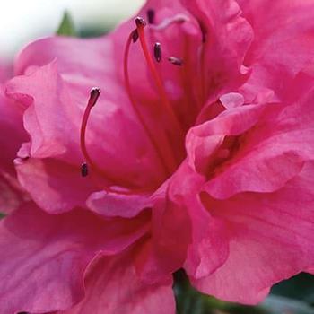 Rhododendron x 'Autumn Rouge' - Encore Azalea Autumn Rouge