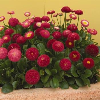 Bellis 'Bellissima Red' - English Daisy 'Bellissima Red'