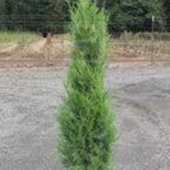 Juniperus virginiana 'Emerald Feather' - Eastern Red Cedar