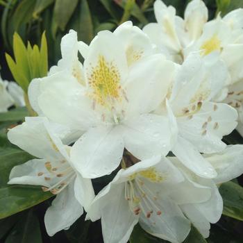 Rhododendron catawbiense 'Chinoides' - Chinoides Rhododendron