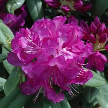 Rhododendron 'Purple Passion' - Rhododendron
