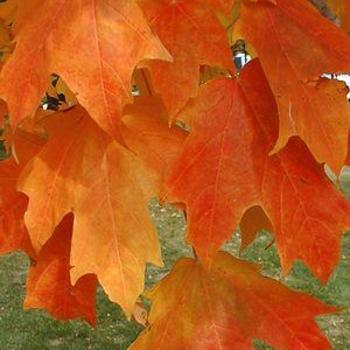 Acer saccharum 'Fall Fiesta' - Sugar Maple