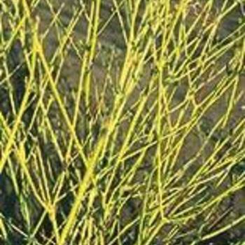 Cornus sericea 'Bud's Yellow' - Yellow Stem Dogwood