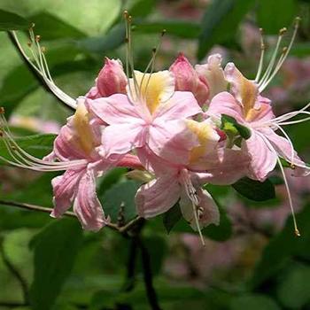 Rhododendron x 'Earl's Angel' - Piedmont Azalea