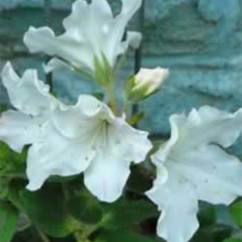 Rhododendron x 'August to Frost' - Evergreen Hybrid Azalea