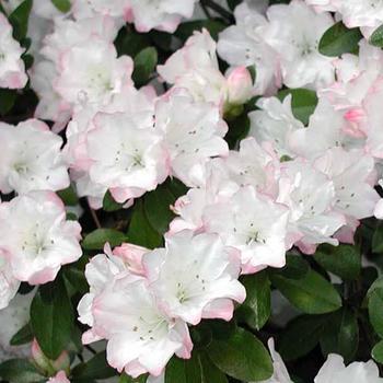 Rhododendron x 'Blushing Angel' - Hybrid Evergreen Azalea