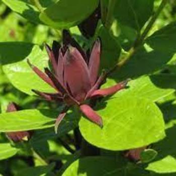 Calycanthus floridus 'Michael Lindsey' - Sweetshrub