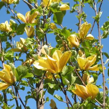 Magnolia x brooklynensis 'Judy Zuk' - Magnolia